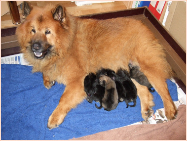L-pentue - L-litter